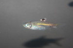 Rasbora Dorsioselata